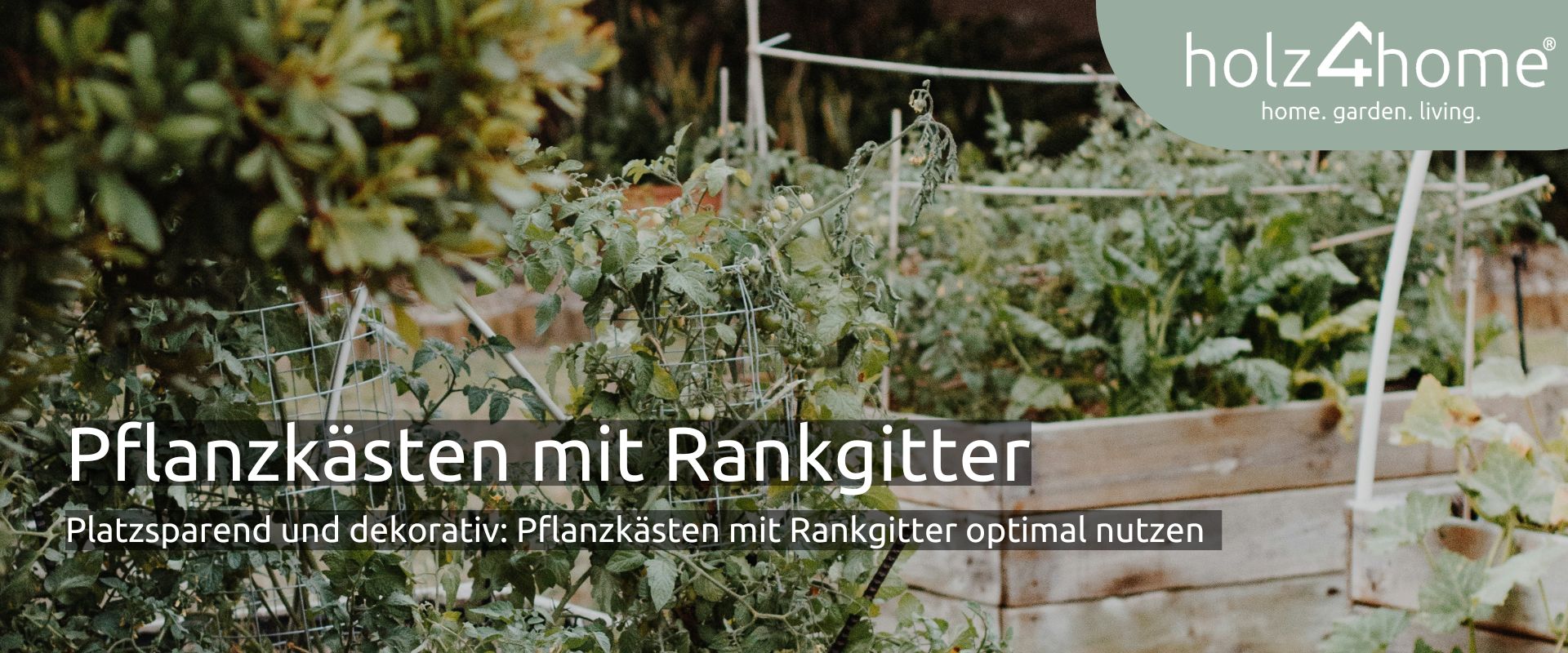 Pflanzkästen mit Rankgitter im Garten, bepflanzt mit Tomaten, mit Titel Pflanzkästen mit Rankgitter